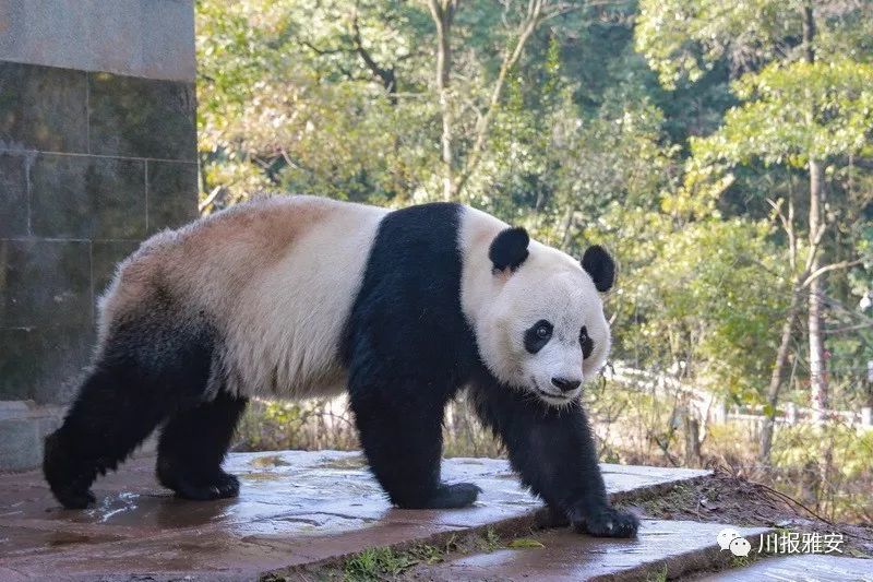 闪亮登场!今天,旅美大熊猫"贝贝"在雅安碧峰峡与公众见面