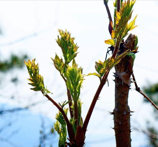 这种植物满身是刺,却被称为"山珍",菜市场卖到30元一斤