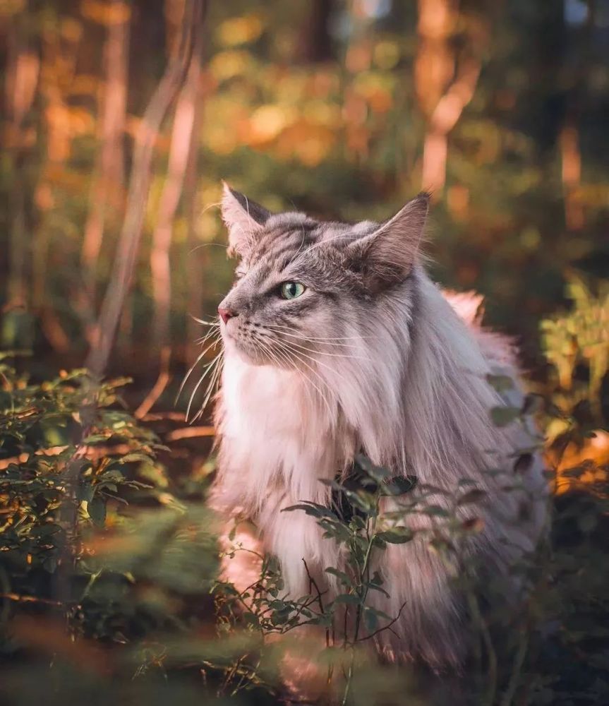 这只住在瑞士的挪威森林猫真是太美了!