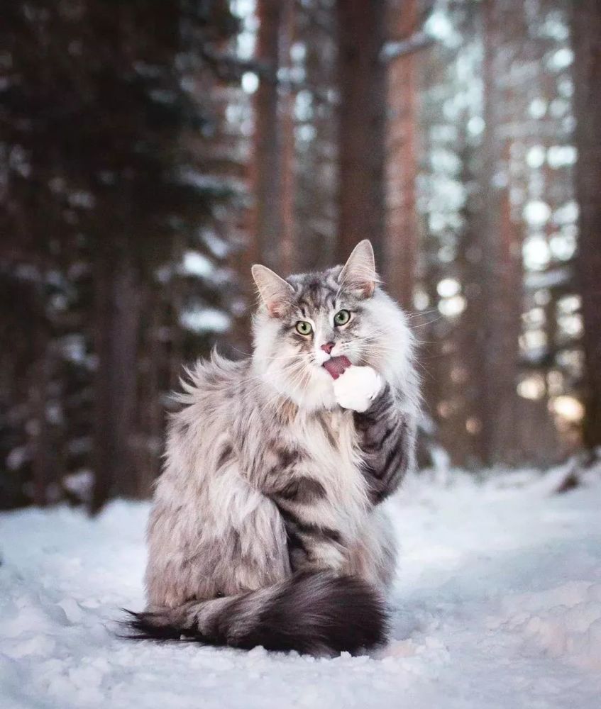 这只住在瑞士的挪威森林猫真是太美了!