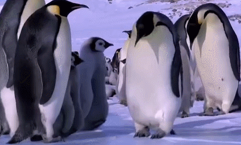 企鹅搞笑摔跤合集!摔跤要从小学起,长大后才会碰瓷