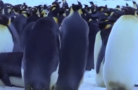 企鹅搞笑摔跤合集!摔跤要从小学起,长大后才会碰瓷