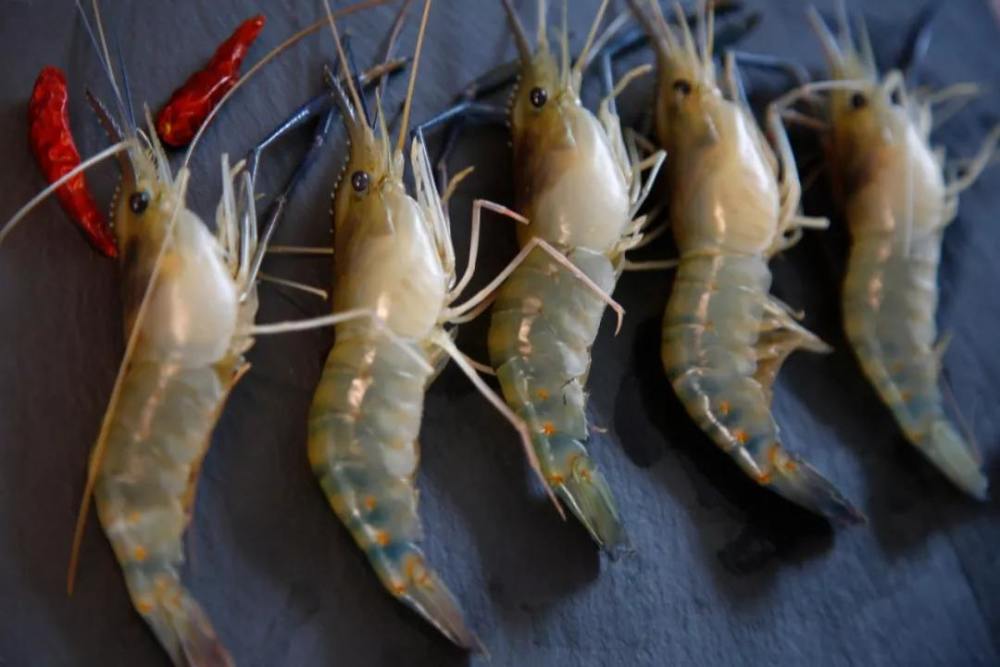 湄公河大虾"泛滥成灾",长度可达1米,肉质饱满,为何中国吃货却不敢吃?