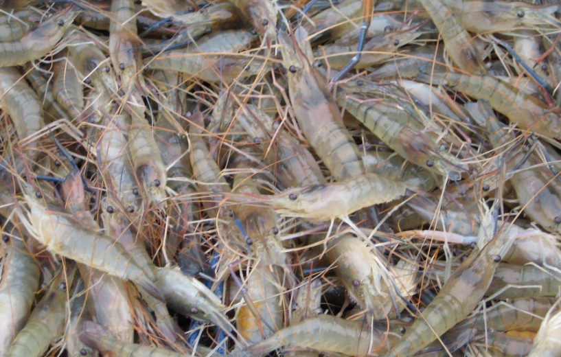 湄公河大虾泛滥成灾,肉质鲜嫩无比,为什么中国吃货却不敢吃?