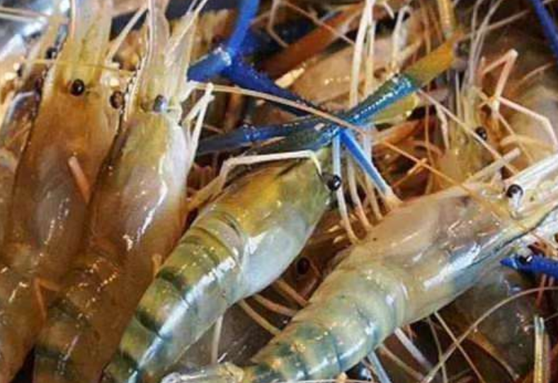 湄公河大虾泛滥成灾,肉质鲜嫩无比,为什么中国吃货却不敢吃?