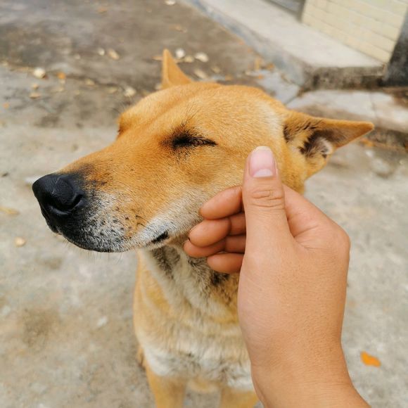 土狗,大黄狗,小狗