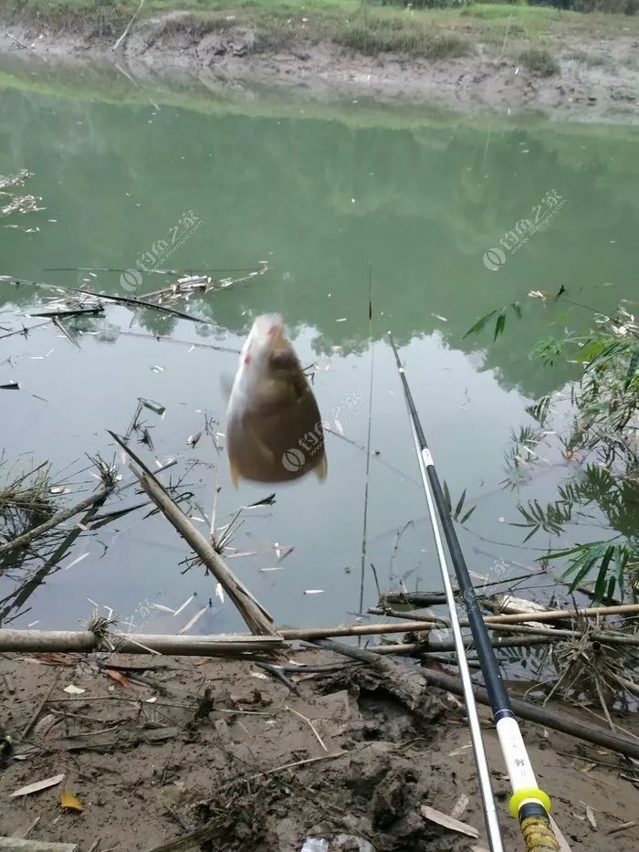 钓鱼人最真实的写照:一根竿一包烟,河边一坐一整天!