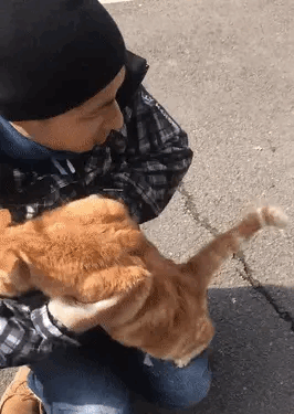 网友喂流浪橘猫食物,要离开时它拼命往怀里跳,猫:起驾