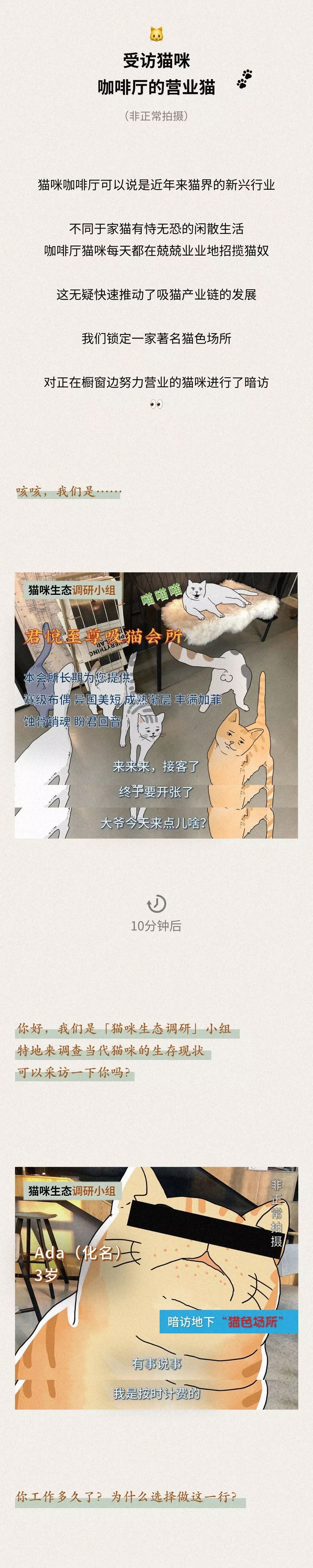 除了常见的家猫,流浪猫这类非营业猫外,甚至还衍生了猫咪咖啡馆一类