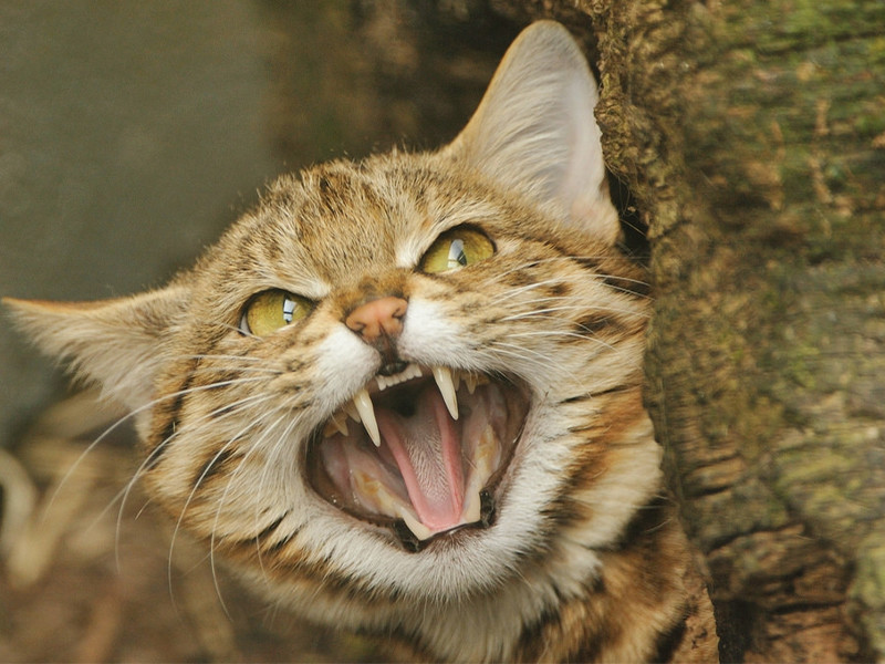 非洲最凶猛的猫,你看它是萌萌哒,它看你是好吃哒!