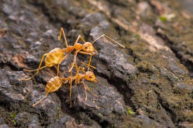 遇险会"自爆"的蚂蚁,爆炸后留下黄色有毒粘液,味道和咖喱相近