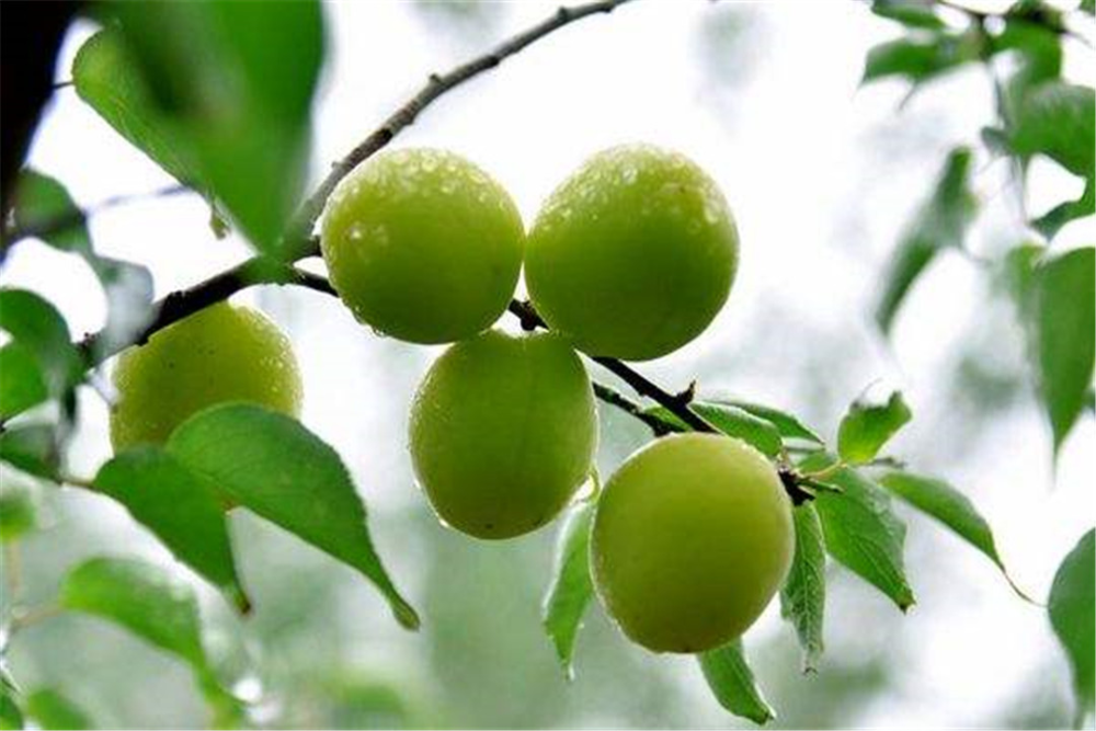 青梅,水果,致富,果实