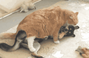 养猫新手的