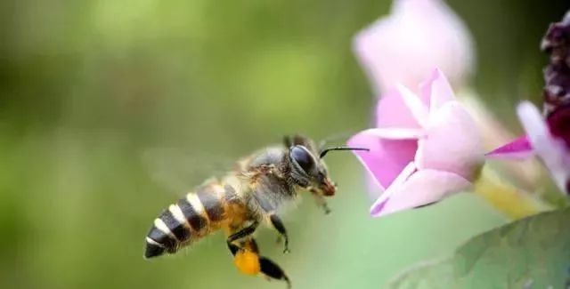 蜜蜂尾巴出现白色的物质是什么?养蜂人:不同蜜蜂情况不一样