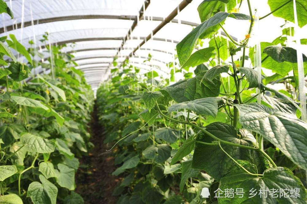 大棚,农民,农村,种植业,种植户,草药