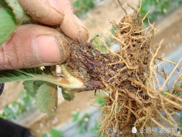 防治草莓枯萎病,谨防死棵,专家的这项研究成果肯定能帮你!