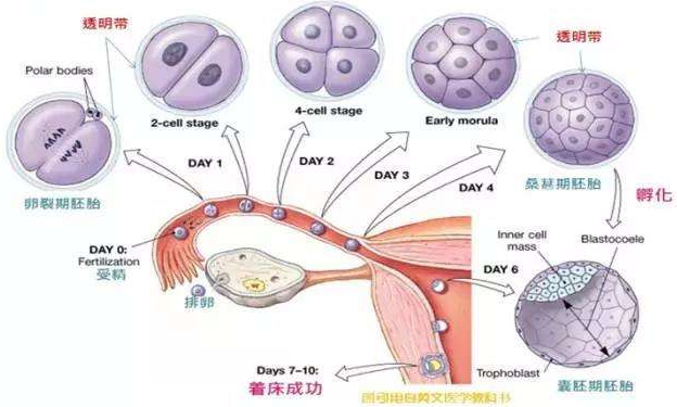 试管婴儿,胚胎移植,胚胎,子宫,囊胚