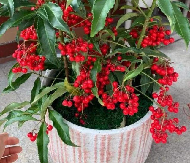 不如盆栽4种植物,冬季结出的果实红