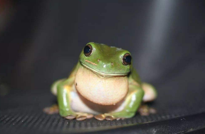 世界上最可爱的青蛙,被当做宠物养,外号"老爷"