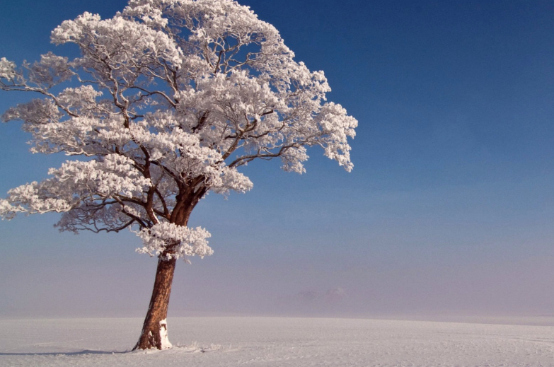 雪中树木倩影壁纸,优美迷人的自然风景