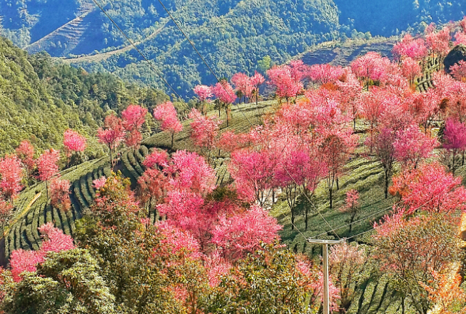 云南,大理,无量山,樱花谷,樱花