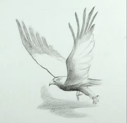 素描3d立体画"展翅高飞",只需将纸晃动就可以看到展翅