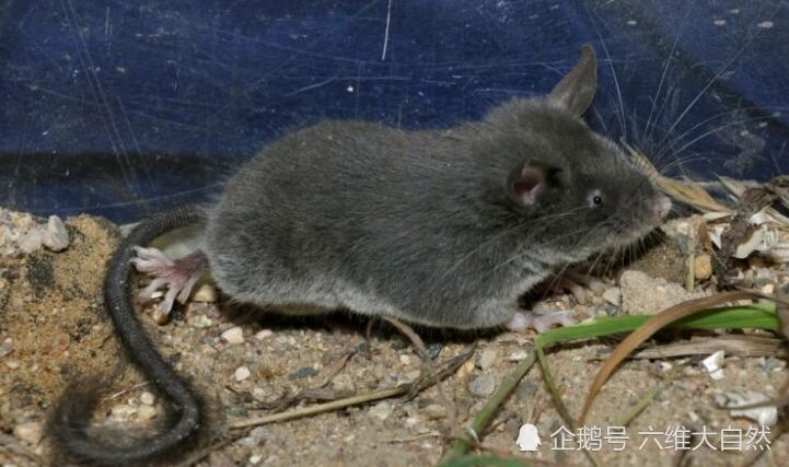 鼠年说鼠,一种长着猪尾巴却是鼠的物种,鼠眼看似瞎却善于夜行!