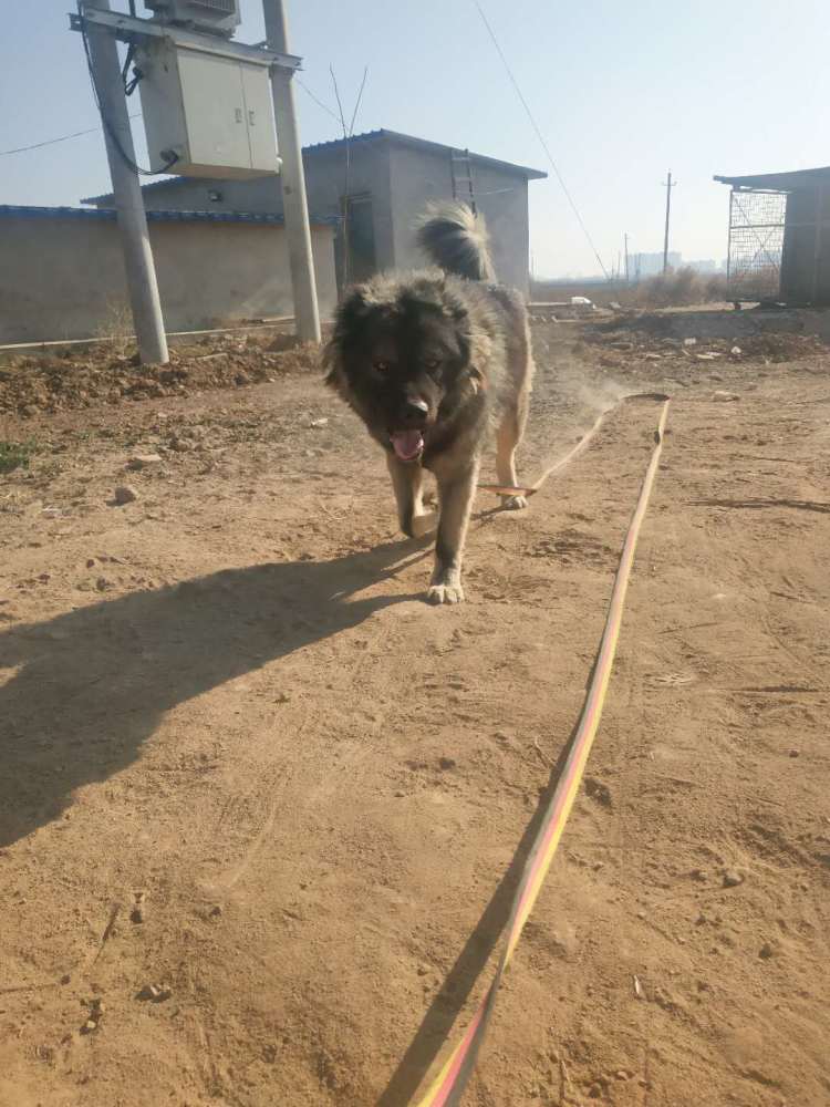一代天骄高加索,真正的大型猛犬,巡逻护卫中的高高手!