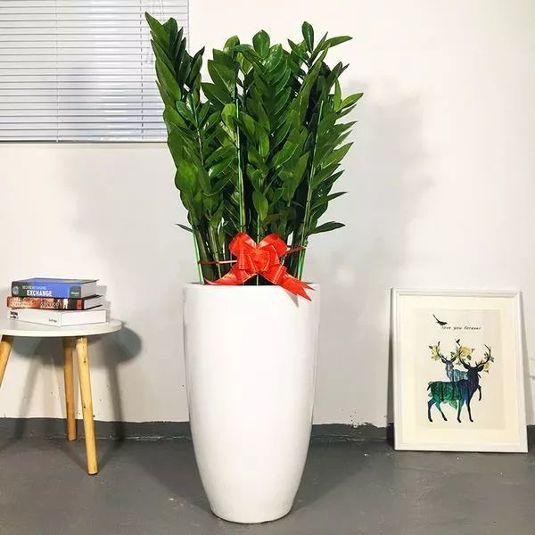 家里养盆招财植物,来年发发发!