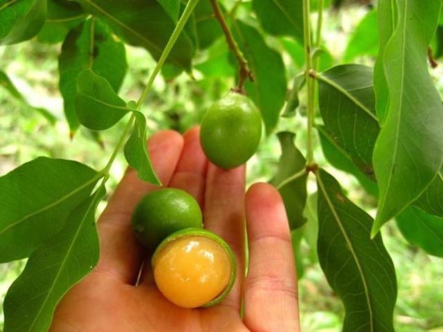 水果,美食,特色