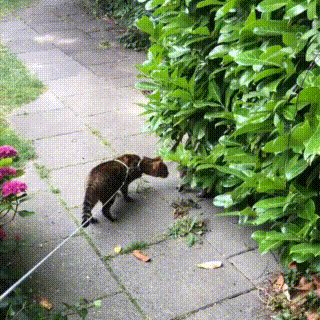 铲屎官遛猫时,家猫竟对流浪猫一见钟情,原地苦等几小时