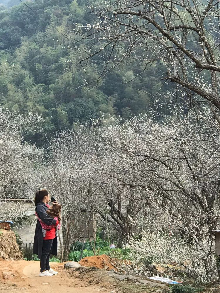 普宁市,南阳,梅园