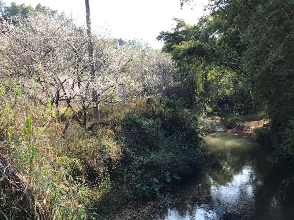 普宁南阳山区梅花季掠影