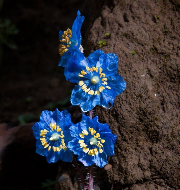 云南植物界版"绝地逢生"长在悬崖峭壁石缝中的花朵最迷人