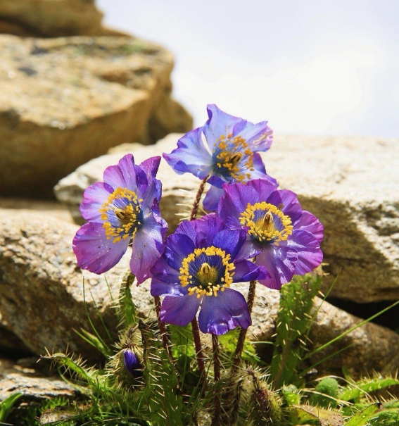 云南植物界版"绝地逢生"长在悬崖峭壁石缝中的花朵最迷人