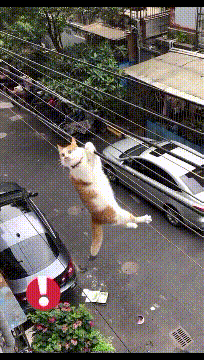 快来救救我啊,我就剩下一条命了