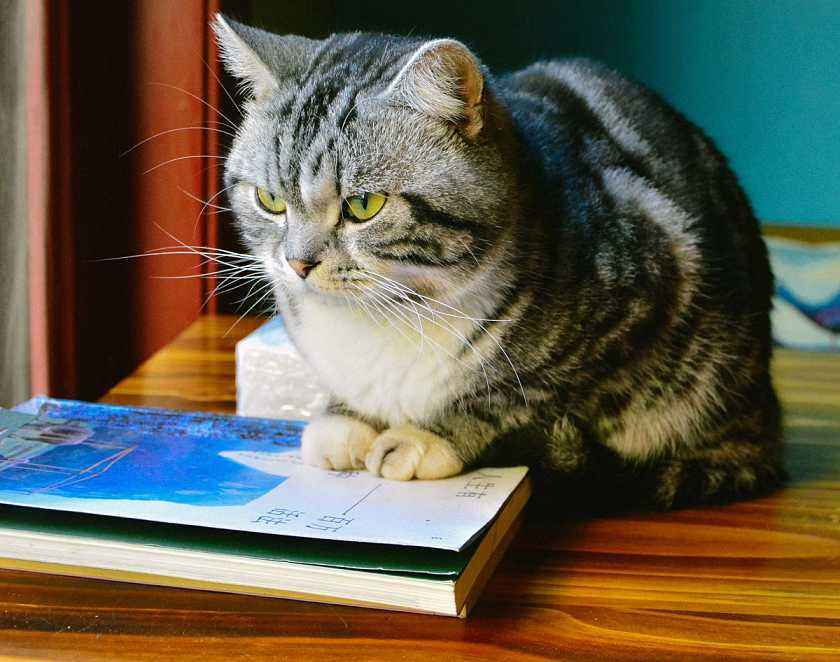 猫咪,喵星人,猫咪的数字感,猫咪的智商,猫咪走丢