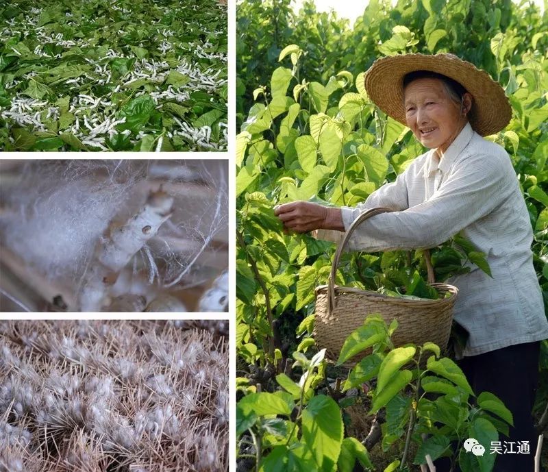 虽说"卖油娘子水梳头",但是随着物质的丰盈,养蚕人也可以穿丝绵袄,盖