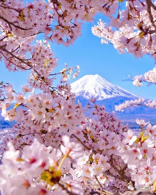 樱花,日本樱花,日本_旅游,北海道