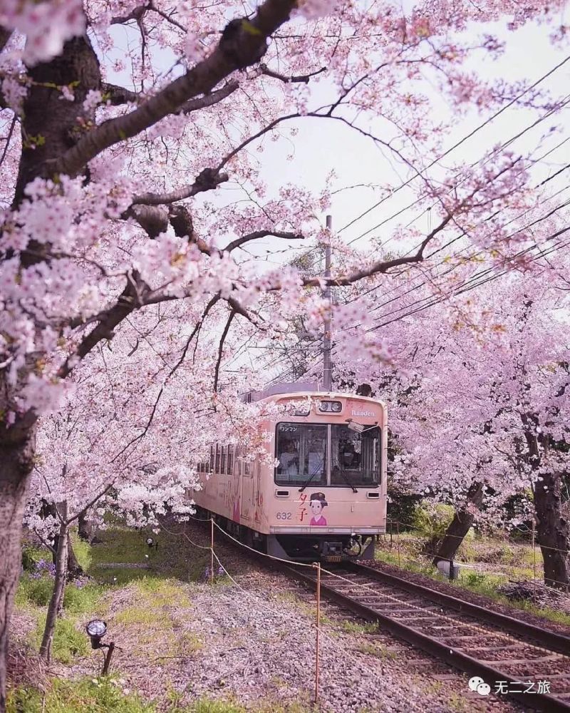 日本樱花季将至:粉了粉了粉了!