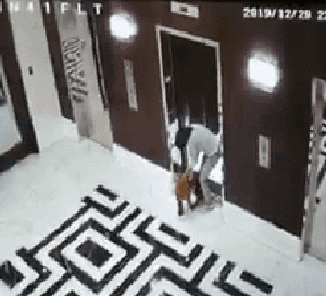乘电梯遭遇粗心主人,小狗差点被电梯勒死,兽医果断出手救下狗命