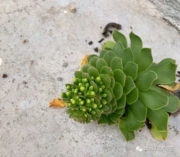 真不想养多肉法师了,老是开花没看头,怎么让多肉法师懒开花