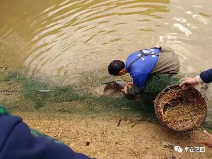 一条大鲫鱼就到手啦 那种喜悦啊 真是前面刚干塘抓鱼不能比拟的 鱼塘