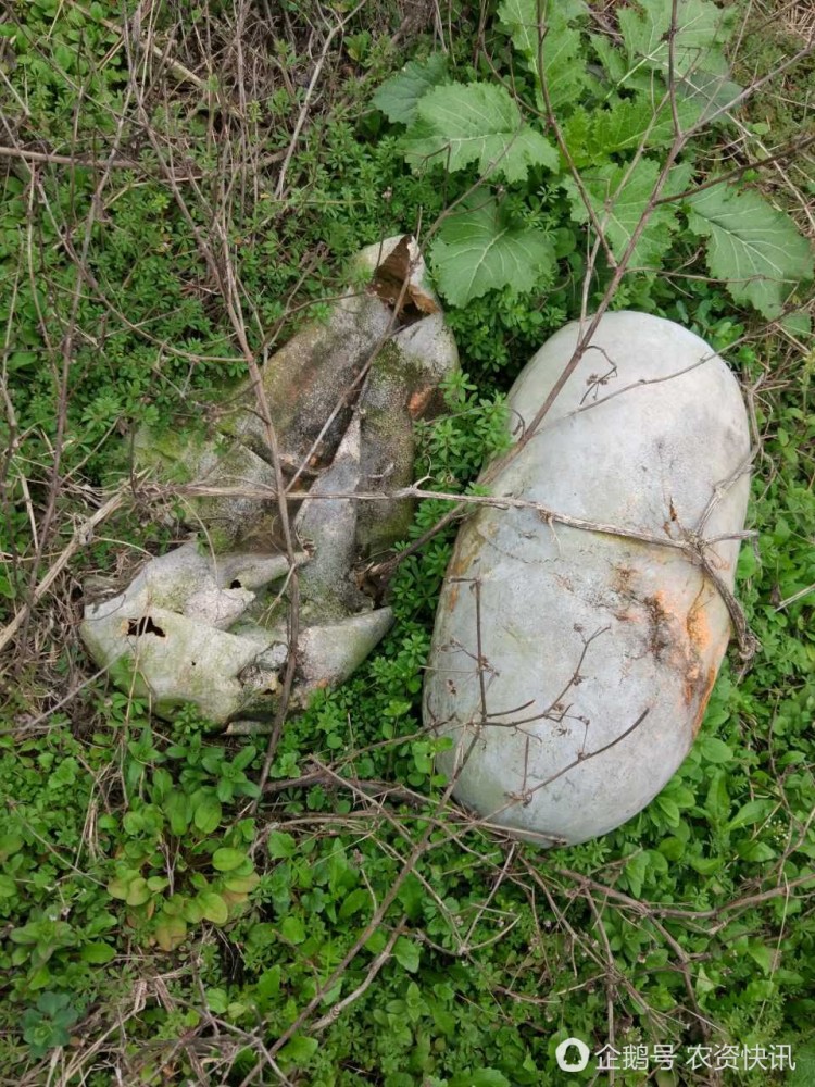2017年还种冬瓜?一毛一斤无人问津,几十万斤