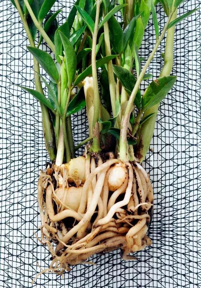 金钱树茎叶长歪了,不妨剪下来,叶片插土壤里就能生根