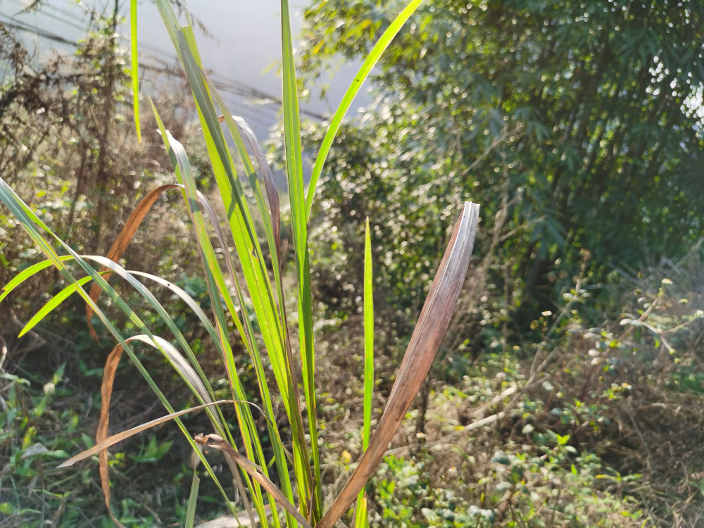 山上常见的一种植物"茅草",还有没有价值呢?