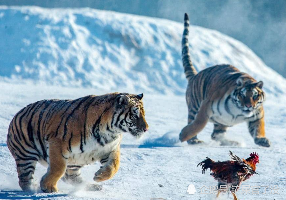 被称为"百兽之王"的东北虎,为什么挤在西伯利亚,不向外扩张呢?