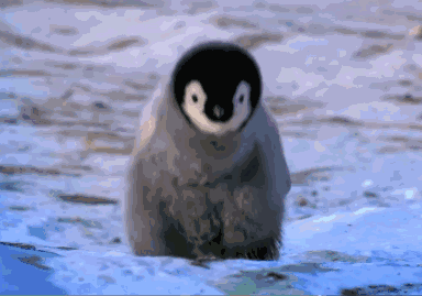 沪一4岁女孩街头上演