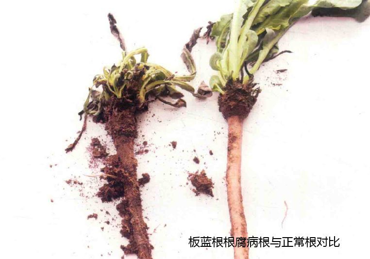 中药材病虫害之——板蓝根根腐病