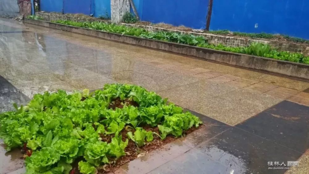 临桂这条"断头路"人行道上种青菜,这样合适吗?